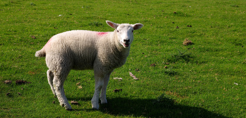 Obraz premium Lamb in England