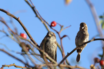 A pair of sparrows sitting on the branches of rose hips