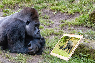 Gorillafamilie