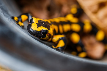 La salamandre tacheté