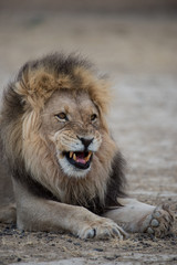 Ausgewachsener Kalahari Löwe im Kgalagadi Transfrontier Park, Südafrika, in der Nähe von einem Wasserloch
