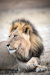 Ausgewachsener Kalahari Löwe im Kgalagadi Transfrontier Park, Südafrika, in der Nähe von einem...