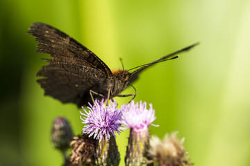 Schmetterling