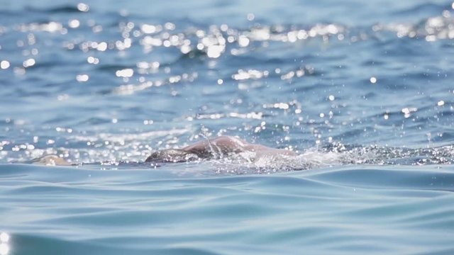 CLOSE UP, SLOW MOTION: Sportsman swimming front crawl in the ocean on sunny day 