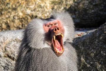 Fototapeta premium Mantelpavian zeigt die Zähne - Papio hamadryas