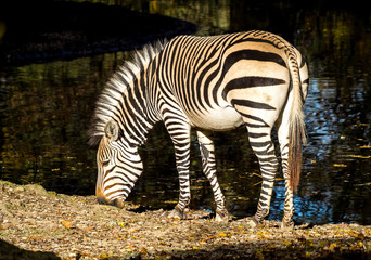 Hartmann-Bergzebra - Equus zebra