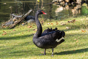 Trauerschwan - Cygnus atratus