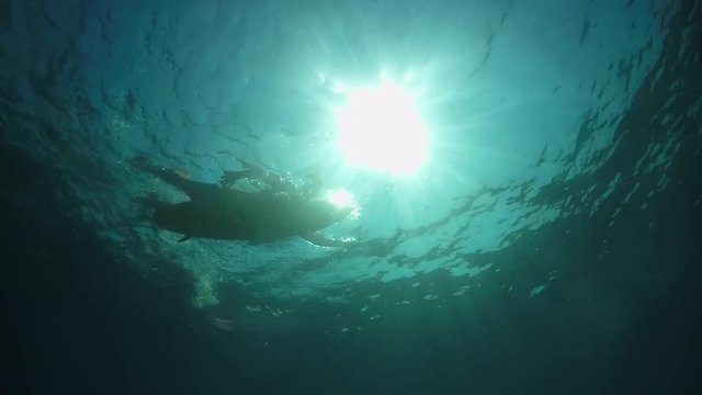 SLOW MOTION UNDERWATER: Young surfer man paddling on a surf in open water ocean