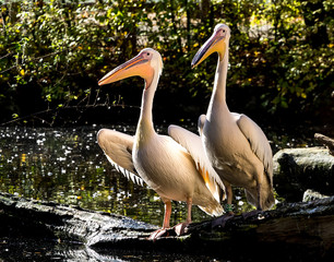 Rosa Pelikan - Pelecanus onocrotalus