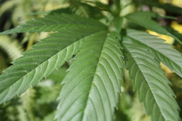 Close-up detail photo of green marijuana ganja cannabis leaf