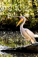 Rosa Pelikan - Pelecanus onocrotalus