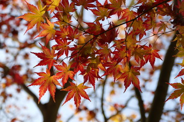 Zweige voll Blätter vom Fächerahorn- acer palmatum- in Herbstfärbung im Gegenlicht, gesamt