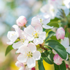 Malus Professor Sprenger