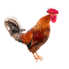 Singing red rooster. Isolated.