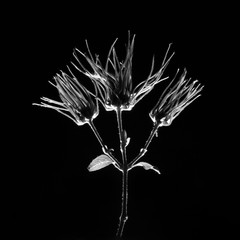 czarno białe kwiaty suszki - 126985074