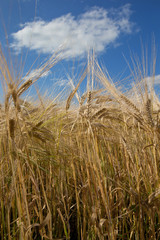 Ears of wheat. Grain. Field of grain. Flevopolder Netherlands. Harvesting. Summer. Farming