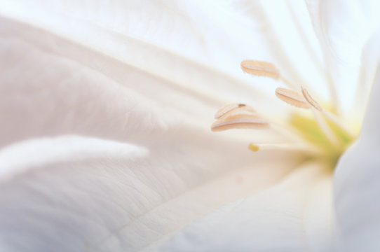 Fototapeta background the stamens of white flower closeup apply the filter