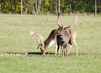 two fallow deers