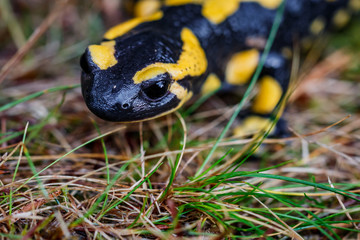 La salamandre tacheté