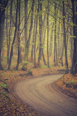 Obraz premium Forest road with beech trees on early autumn day