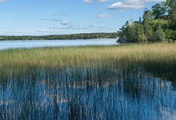 Nature background with coastal reed and shining lake water