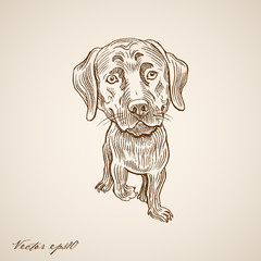 Fototapeta premium Engraving vintage hand drawn vector dog doodle collage