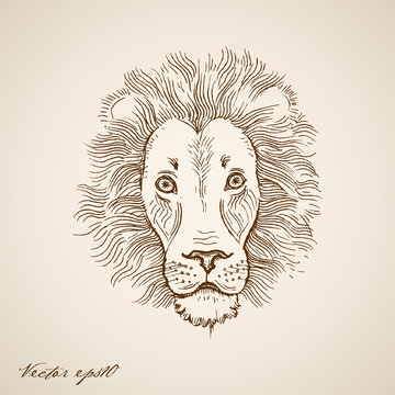 Engraving vintage hand drawn vector lion doodle collage