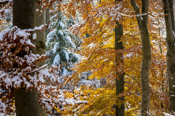 früher Wintereinbruch im Harz