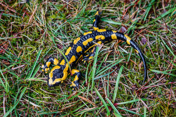 La salamandre tacheté