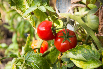 Two Tomatoes Growing on Plant