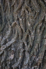 Old Wood Tree Texture Background