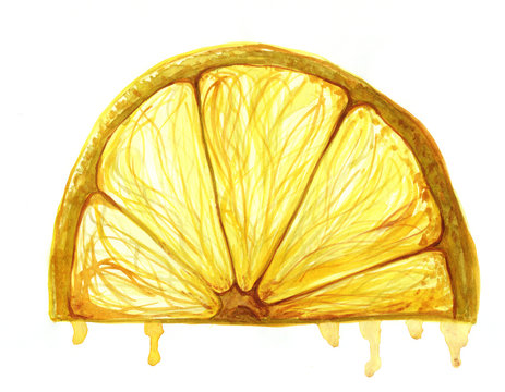 watercolor painting fruit lemon slice on white background