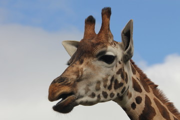 Naklejka premium Giraffe
