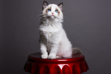 Ragdoll kitten on a big coke cap looking up