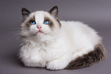 Ragdoll kitten on a gray background looking up