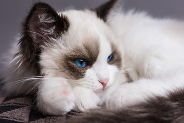 Ragdoll kitten sleeping on a pillow