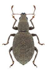 Beetle Sciaphilus asperatus on a white background