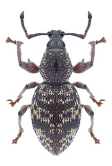 Beetle Otiorhynchus fullo on a white background