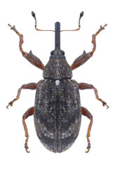 Beetle Anthonomus pomorum on a white background