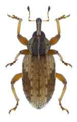 Beetle Hypera plantaginis on a white background