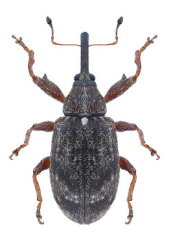 Beetle Anthonomus pomorum on a white background