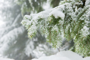 winter in the forest, branches of christmas tree in snow