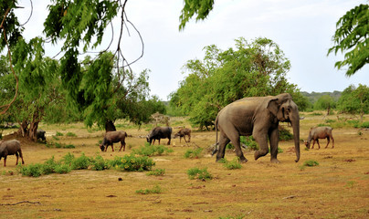 Naklejka premium safari sry lanka.