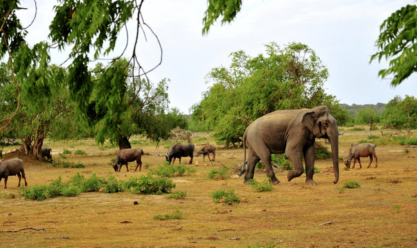 safari sry lanka.