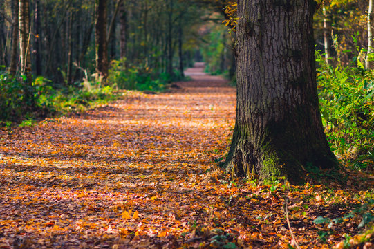 Path through woodland in autumn