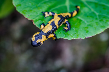 La salamandre tacheté