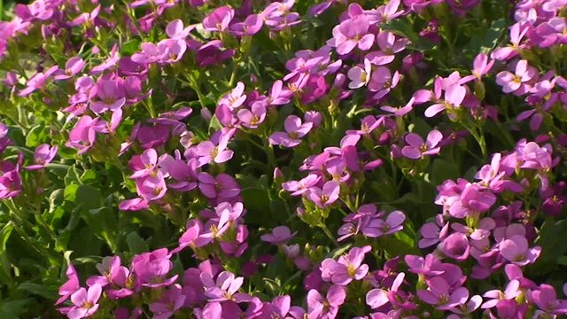 Flocks-Blumen zittern im Wind