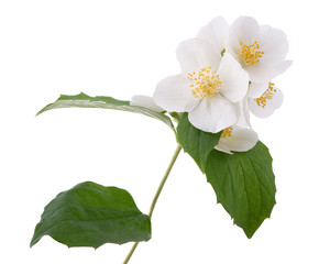 Fototapeta premium English dogwood