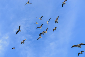 martı kuşları & martılar