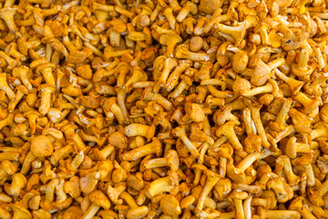Chanterelles dry mushroom in Viktualien Markt, Munich 